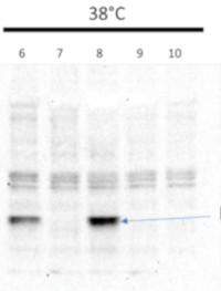 HSP23.5 | Heat shock protein 23.5 (mitochondrial) in the group Antibodies Plant/Algal / Environmental Stress / Heat shock at Agrisera AB (Antibodies for research) (AS21 4524)